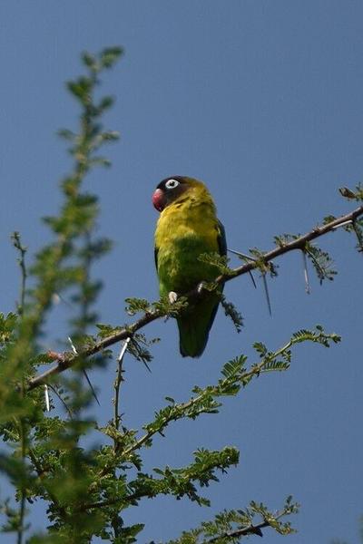 Agapornis škraboškový