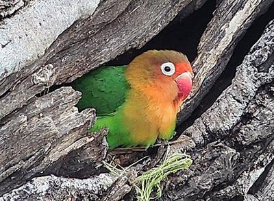 Agapornis fišeri
