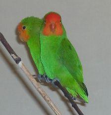 Agapornis oranžovohlavý