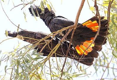 Kakadu havraní
