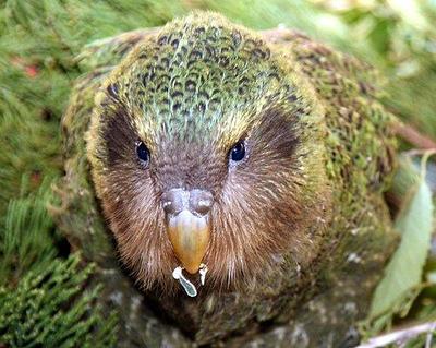 Kakapo soví