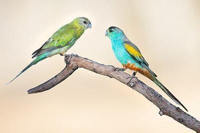 Papoušek žlutoramenný