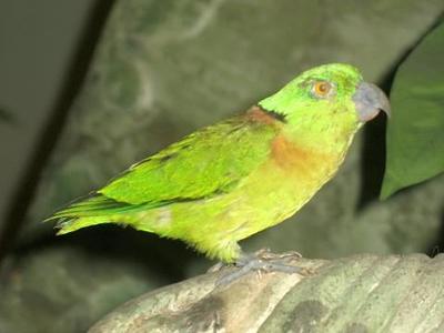 Agapornis zelenohlavý